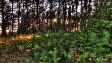 阳光穿过森林里的树木，时间流逝拍摄机动滑块